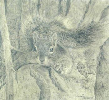 Study of a Squirrel by 
																	Sally A Hynard