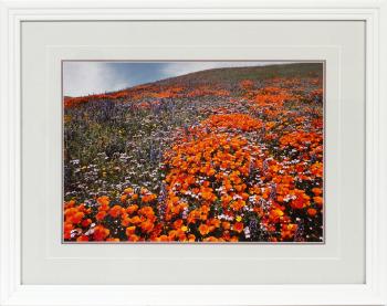 Field of dreams, poppies & lupine by 
																			Thomas Mangelsen