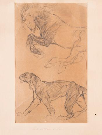 Studio per animali: Cavallo, Tigre by 
																	Amos Nattini
