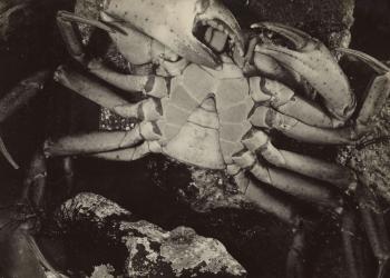Crabe Vu Par Dessous by 
																	Jean Painleve