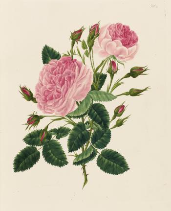 A Collection of Roses From Nature. London: Published By Miss Lawrance, 1799 by 
																	Mary Lawrance Kearse