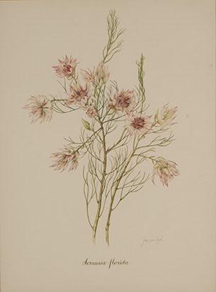 Serruria florida by 
																	Joan van Gogh