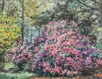 Rhododendron in full bloom, Caledonia nursery, Guernsey by 
																	William John Caparne