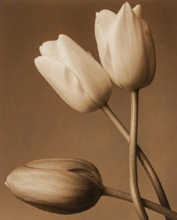 Three Tulips by 
																			Frederic Ohringer