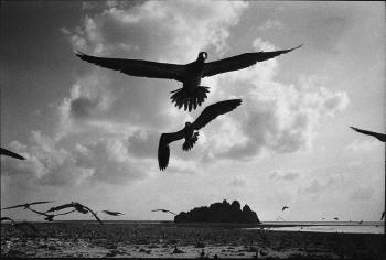 Le ballet des oiseaux sur l’île de Clipperton, dans l’océan Pacifique. Mai 1987 by 
																	Benoit Gysembergh