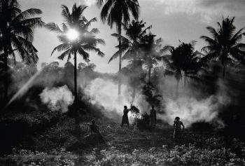 A Mayotte, femmes au travail dans une cocoteraie. Décembre 1985 by 
																	Benoit Gysembergh