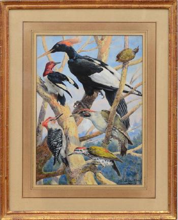 Varieties of woodpecker by 
																			Angelo Fairfax Muckley