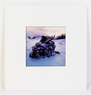 Grouse winter Wisconsin by 
																	Joseph David Jachna