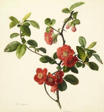 Pyrus japonica (Japanese quince) by 
																	Mary Lawrance Kearse