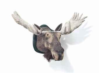 Model of a Moose Head by 
																	Dan Falt