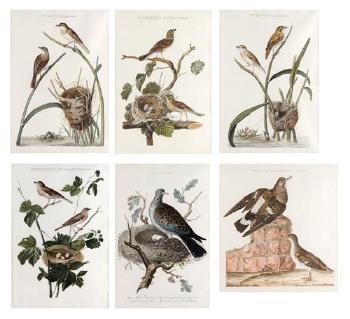 Assorted Birds by 
																			Cornelius Nozeman