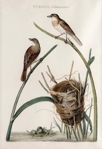 Assorted Birds by 
																			Cornelius Nozeman