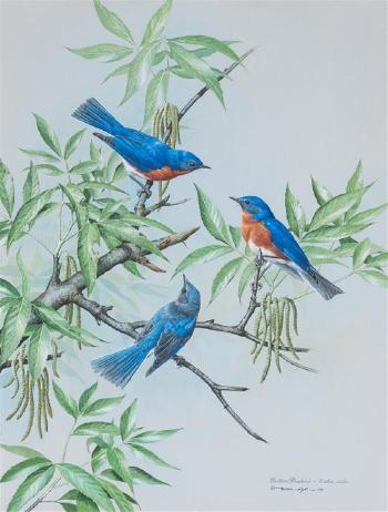Eastern bluebirds by 
																	Basil Ede