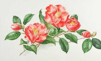 Japanese Camellia by 
																	Anne Marie Trechslin