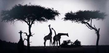 Between the Trees by 
																	Laurent Baheux