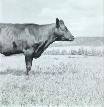 Cow 1 by 
																	Per O Maning