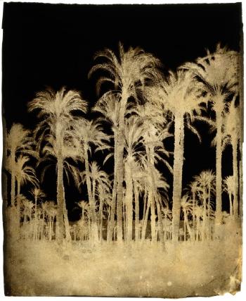 Grands palmiers, Nubie by 
																	Francois Joseph Edouard de Campigneulles