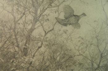 Grouse in the trees by 
																			Aiden Lassell Ripley
