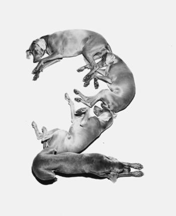 Letters, Numbers, Punctuation by 
																			William Wegman