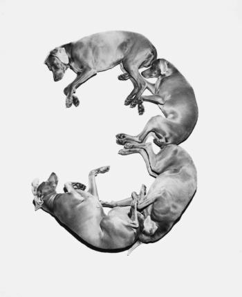 Letters, Numbers, Punctuation by 
																			William Wegman