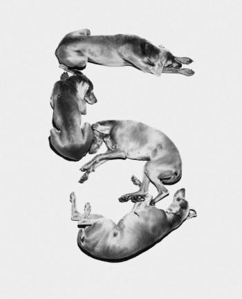 Letters, Numbers, Punctuation by 
																			William Wegman