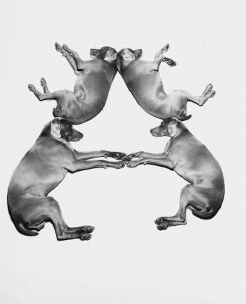 Letters, Numbers, Punctuation by 
																			William Wegman