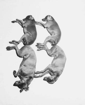 Letters, Numbers, Punctuation by 
																			William Wegman