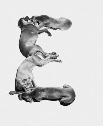 Letters, Numbers, Punctuation by 
																			William Wegman