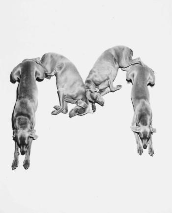 Letters, Numbers, Punctuation by 
																			William Wegman