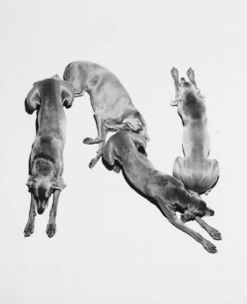 Letters, Numbers, Punctuation by 
																			William Wegman