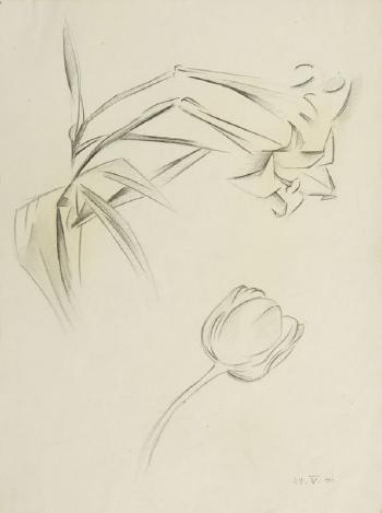 Tulips in pot. Sketch by 
																			Stanislaw Kubicki