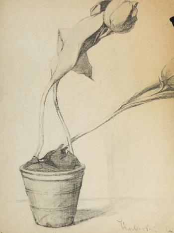 Tulips in pot. Sketch by 
																			Stanislaw Kubicki