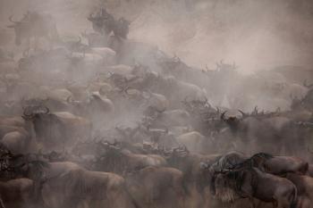 Mayhem, Kenya by 
																	Michel Zoghzoghi
