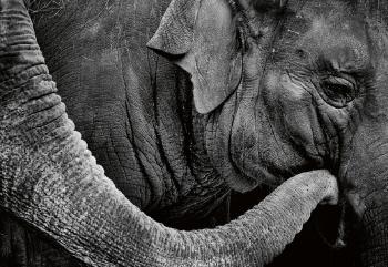 Care (Elephant) by 
																	Alain Ernoult