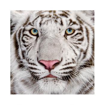 Face to Face (Tigre) by 
																	Alain Ernoult