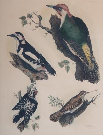 Wryneck and Woodpeckers by 
																			Prideaux John Selby