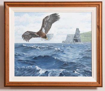 White tailed sea eagle by 
																			Jason O'Ceannobhain