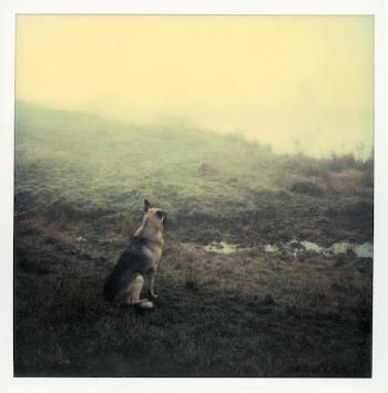 A group of 9 Polaroid photographs by 
																			Andrey Tarkovsky