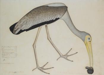 A study of a Stork by 
																	Shaikh Zayn-al-din