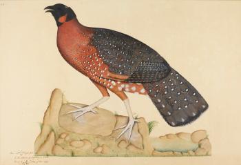 A Satyr Tragopan, or Crimson Horned Pheasant by 
																	Shaikh Zayn-al-din