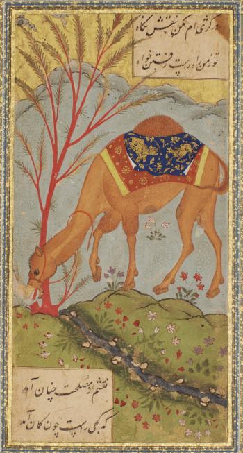 A camel tethered near a stream by 
																	 Safavid School