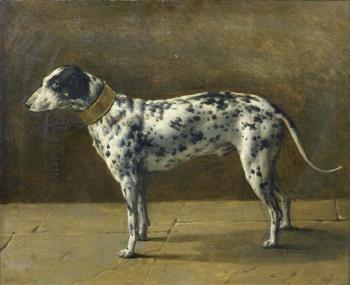 Portrait de chien by 
																	Michele di Campidoglio