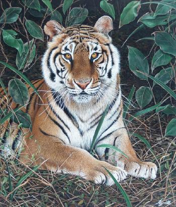 Tigre de Bengala by 
																	Jorge Rajadell
