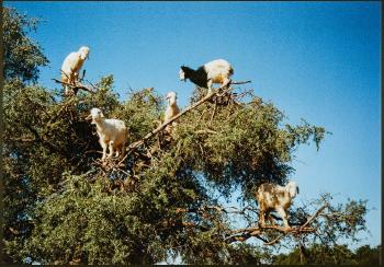 About Goats and Women in Oil Production by 
																	Anna Jermolaewa