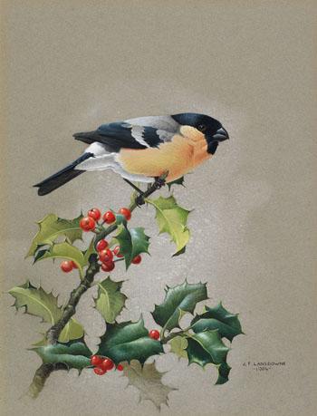 Bullfinch by 
																			James Fenwick Lansdowne