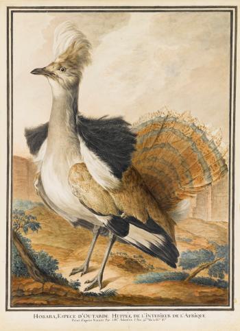 A Houbara Bustard Standing In A Landscape, Fanning Its Tail Feathers by 
																	J Baptiste Adanson