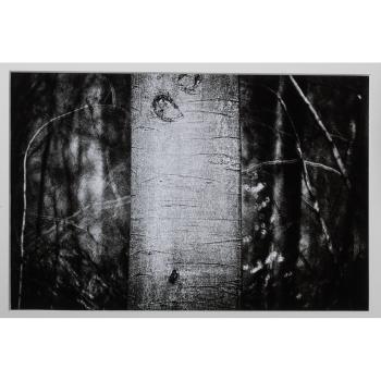 Tronc d'arbre by 
																	Jean-Luc Tartarin