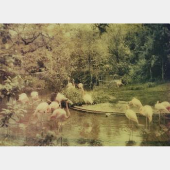 Flamingos by 
																			Joshua Jensen-Nagle