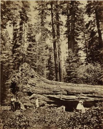 Selected images of Yo-Semite Valley, Mariposa County, Cal., and Mammoth Grove, Calaveras County, Cal., Niagara Falls by 
																			George Barker