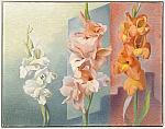 Gladiolus blommar i vitt by 
																			Waldemar Lorentzon